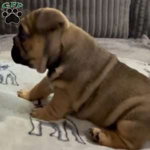 Roman, French Bulldog Puppy